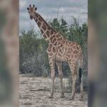 A giraffe named Gracie escaped in Texas. Nobody can appear to seek out her