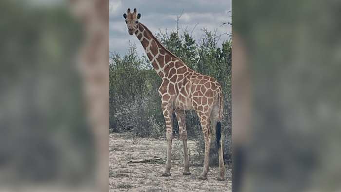 A giraffe named Gracie escaped in Texas. Nobody can appear to seek out her