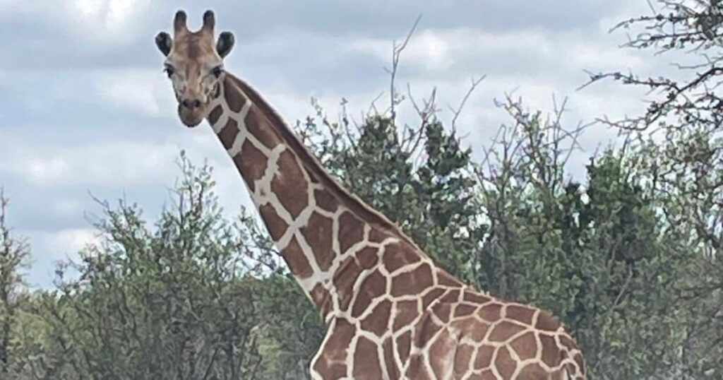 Gracie The Giraffe Is Discovered In ‘Fats And Blissful’ Situation After 2 Weeks Lacking