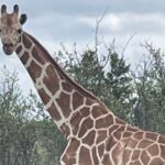 Gracie The Giraffe Is Discovered In ‘Fats And Blissful’ Situation After 2 Weeks Lacking