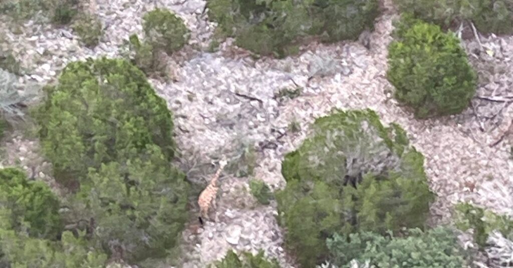 Gracie the Giraffe Is Discovered ‘Fats and Completely happy’ 2 Weeks After Escaping Texas Ranch