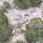 Gracie the Giraffe Is Discovered ‘Fats and Completely happy’ 2 Weeks After Escaping Texas Ranch