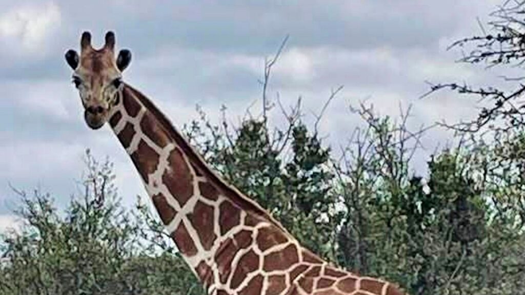 Gracie the Giraffe, who went lacking after wandering off a Texas ranch, is lastly discovered