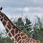 Gracie the Giraffe, who went lacking after wandering off a Texas ranch, is lastly discovered