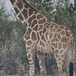 Gracie the Giraffe, who went lacking after wandering off a Texas ranch, is lastly discovered
