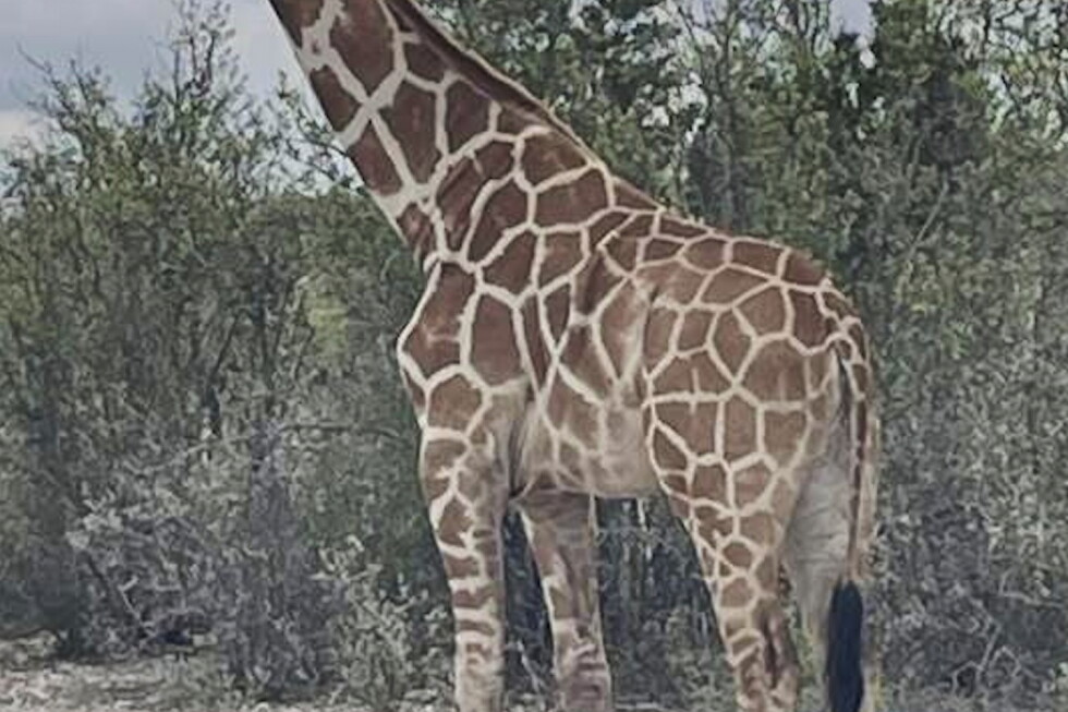 Gracie the Giraffe, who went lacking after wandering off a Texas ranch, is lastly discovered