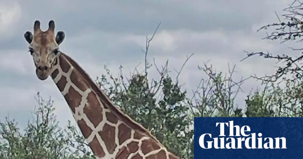 Gracie the giraffe who wandered off in Texas discovered secure – for actual this time