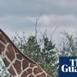 Gracie the giraffe who wandered off in Texas discovered secure – for actual this time