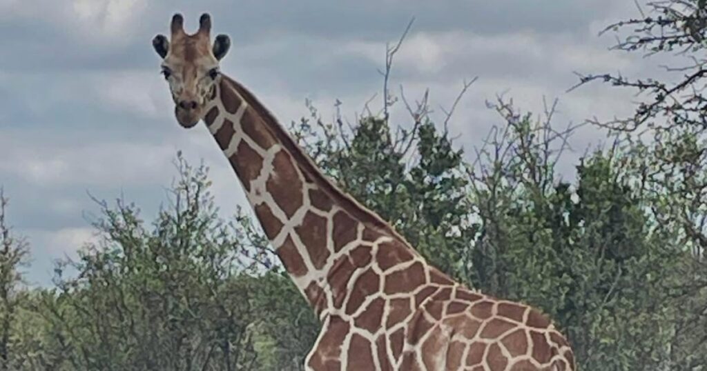 Lacking giraffe ‘Gracie’ present in Texas