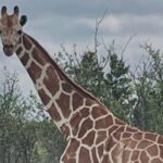 Lacking giraffe ‘Gracie’ present in Texas