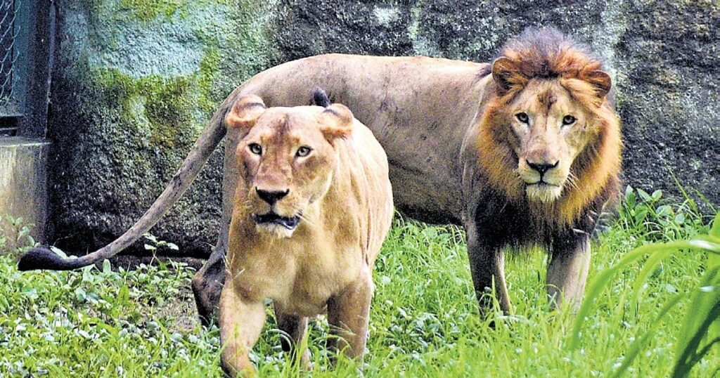 The Gir paradox: Why the world’s solely wild Asiatic lions face rising dangers regardless of document numbers