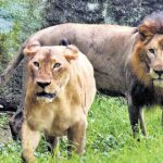The Gir paradox: Why the world’s solely wild Asiatic lions face rising dangers regardless of document numbers